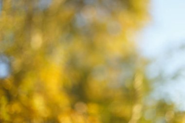 Bulanık güneşli Sonbahar Doğa arka plan mavi gökyüzü ile