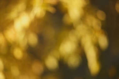 Bulanık güneşli Sonbahar Doğa arka plan, sarı ve kahverengi renk