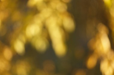 Bulanık güneşli Sonbahar Doğa arka plan, sarı ve kahverengi renk