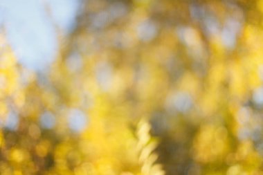 Bulanık güneşli Sonbahar Doğa arka plan mavi gökyüzü ile