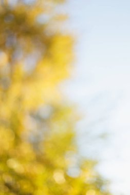 Bulanık güneşli Sonbahar Doğa arka plan mavi gökyüzü ile