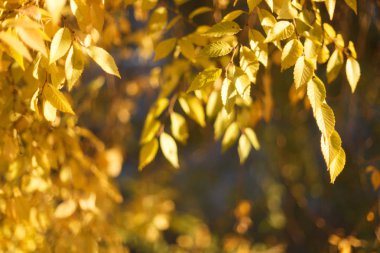 Ağaçta, yakın sarı sonbahar yaprakları