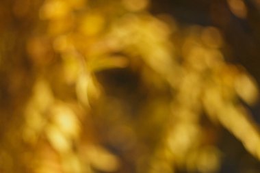 Bulanık güneşli Sonbahar Doğa arka plan, sarı ve kahverengi renk