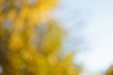 Bulanık güneşli Sonbahar Doğa arka plan mavi gökyüzü ile