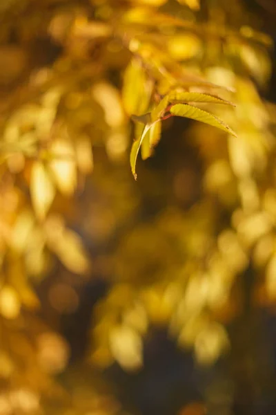 Blurred Sunny Abstract Autumn Nature Background Yellow Brown Color — Stock Photo, Image