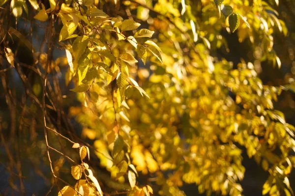 Yellow Autumn Leaves Tree Close — Stock Photo, Image