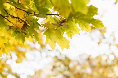 Ormandaki dalı üzerinde parlak sonbahar yaprakları