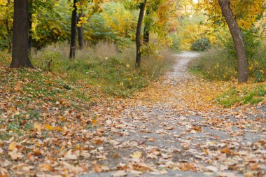 Sonbahar park düşen yapraklar ile kapatmak