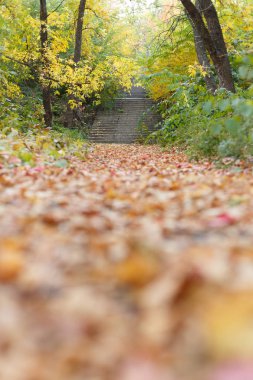 Sonbahar park düşen yapraklar ile kapatmak