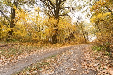 Sonbahar orman sahne yolda düşmüş yaprakları ile