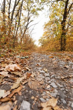 Sonbahar orman sahne yolda düşmüş yaprakları ile