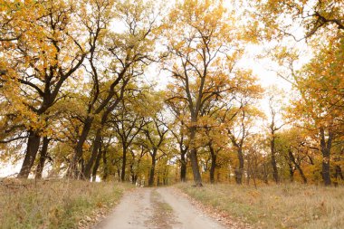 Yolda düşen yapraklar ile sonbahar oak grove