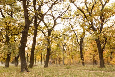 Yolda düşen yapraklar ile sonbahar oak grove
