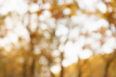 Gün batımında bulanık sonbahar orman