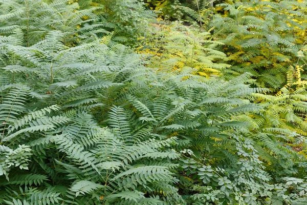 Outono Uma Floresta Verde Ana Cores Amarelas — Fotografia de Stock