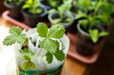 Çilek fidesi pota yakın çekim