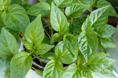 Genç fidan pot yakın çekim içinde biber