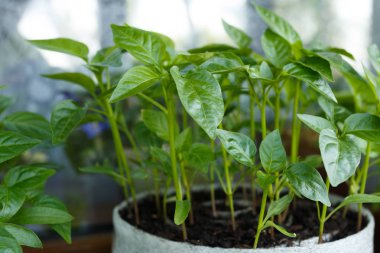 Genç fidan pot yakın çekim içinde biber