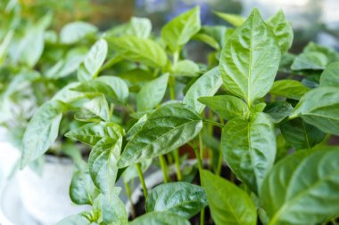 Genç fidan pot yakın çekim içinde biber