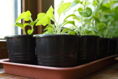 Pitunia fidan penceresinde plastik saksı içinde