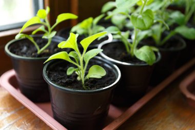 Pitunia fidan penceresinde plastik saksı içinde