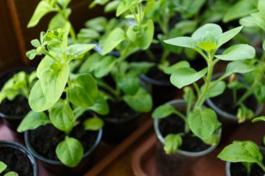 Pitunia fidan penceresinde plastik saksı içinde