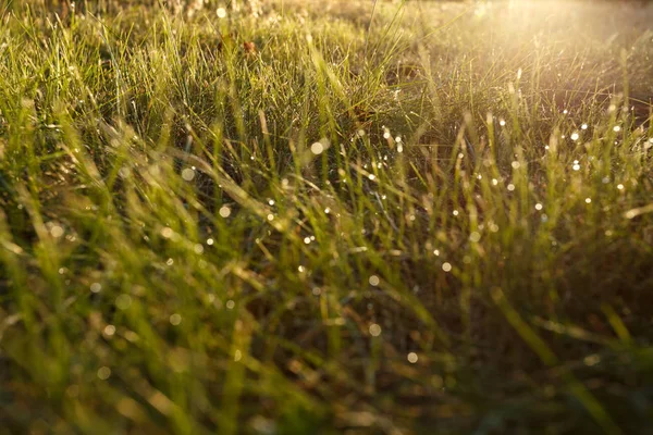 Гниль Траве Подсветке Рядом — стоковое фото