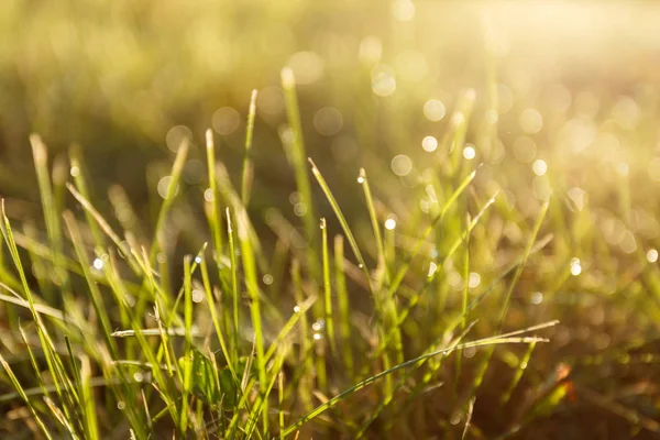 Гниль Траве Подсветке Рядом — стоковое фото