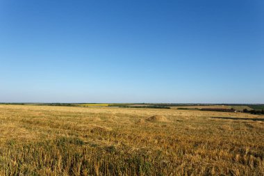 Eğimli buğday alan açık gökyüzü altında gün batımında
