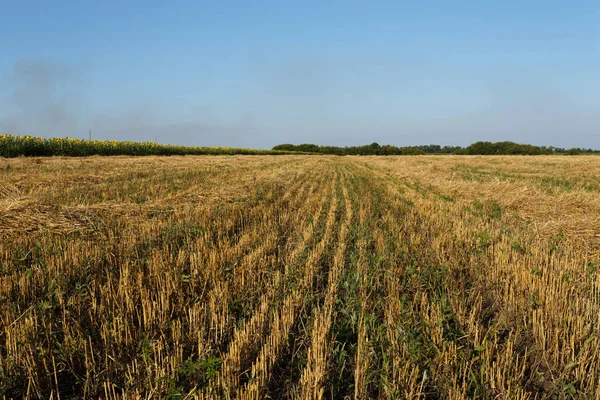Пшеничное Поле Закате Возле Цветущего Подсолнечного Поля Ясным Небом — стоковое фото