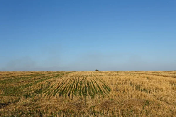 Пшеничное Поле Закате Ясным Небом — стоковое фото