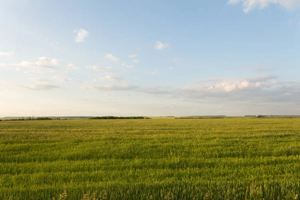 Campo Trigo Verde Pôr Sol Sob Céu Nublado — Fotografia de Stock