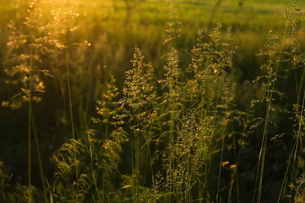 Luční Proti Slunci Při Západu Slunce Pšeničného Pole — Stock fotografie