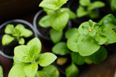 Pitunia fidan penceresinde plastik saksı içinde kapatın