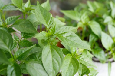 Bahar biber fidesi penceresinde Kapat