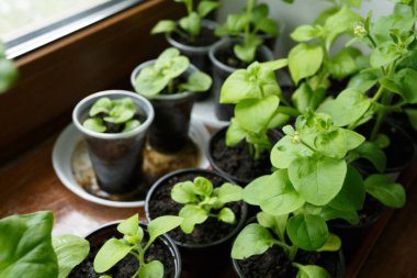Pitunia fidan penceresinde plastik saksı içinde kapatın