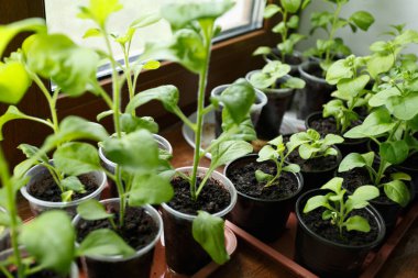 Pitunia fidan penceresinde plastik saksı içinde kapatın
