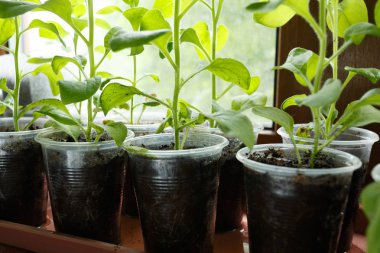 Pitunia fidan penceresinde plastik saksı içinde kapatın