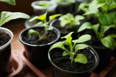 Pitunia fidan penceresinde plastik saksı içinde kapatın