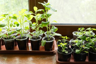 Pitunia fidan penceresinde plastik saksı içinde kapatın