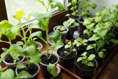 Pitunia fidan penceresinde plastik saksı içinde kapatın