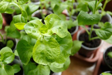 Pitunia fidan penceresinde plastik saksı içinde kapatın