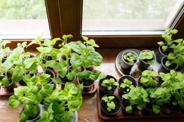 Pitunia fidan penceresinde plastik saksı içinde kapatın