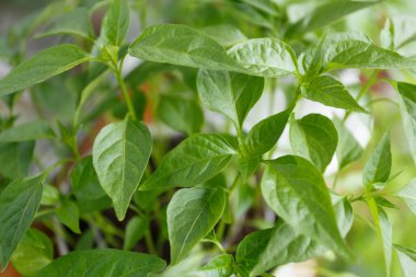 Bahar biber fidesi penceresinde Kapat