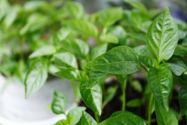 Bahar biber fidesi penceresinde Kapat