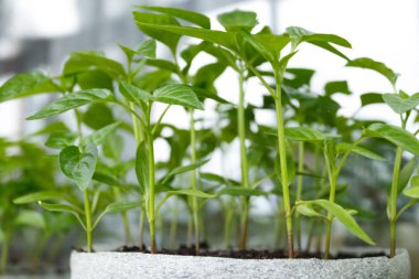 Bahar biber fidesi penceresinde Kapat