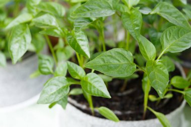 Bahar biber fidesi penceresinde Kapat