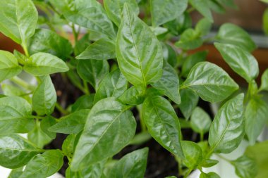 Bahar biber fidesi penceresinde Kapat