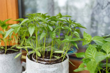 Bahar biber fidesi penceresinde Kapat