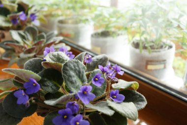 Penceresinde bir tencerede mor menekşeler